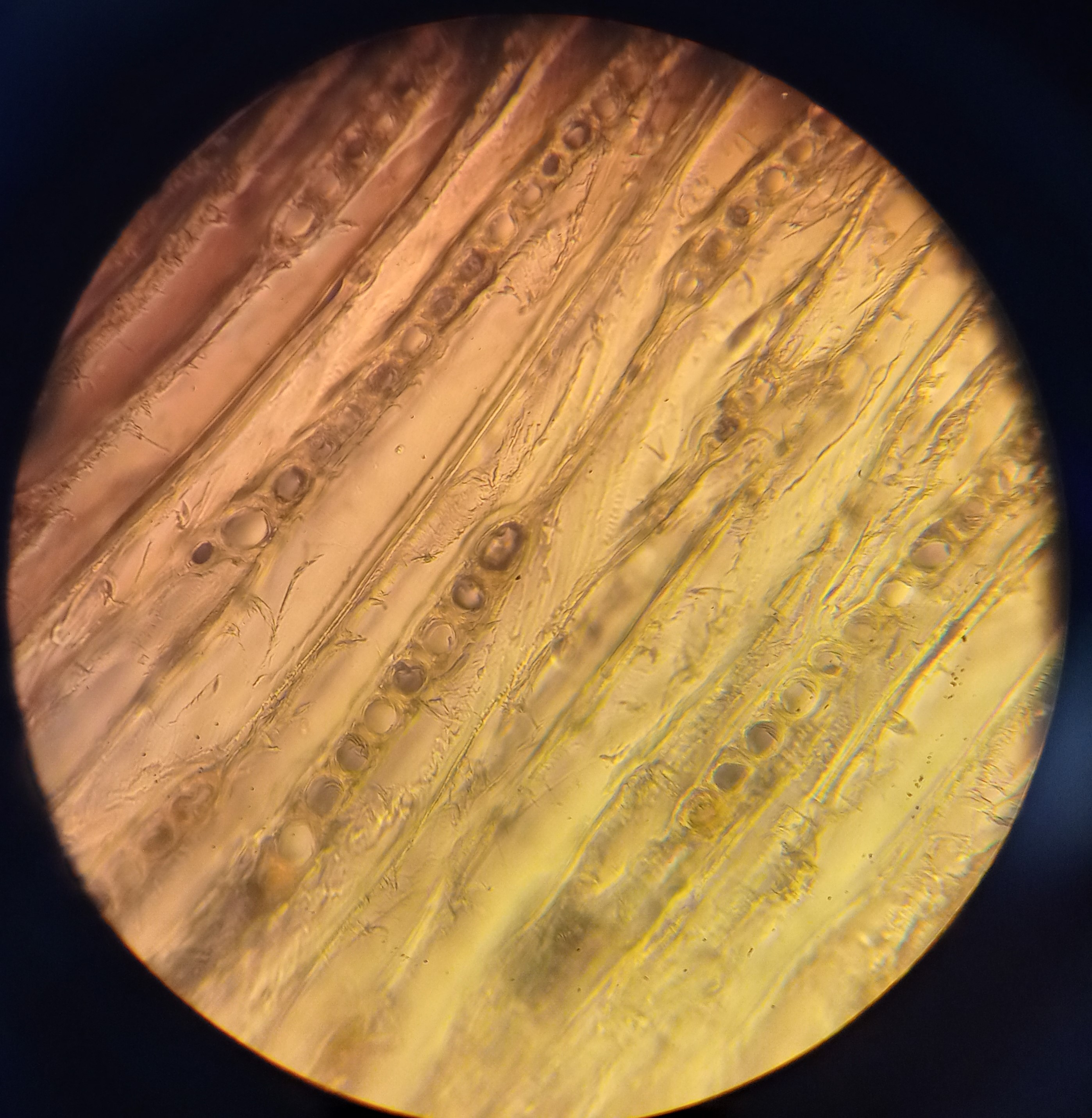 zilverspar onder microscoop2.jpg
